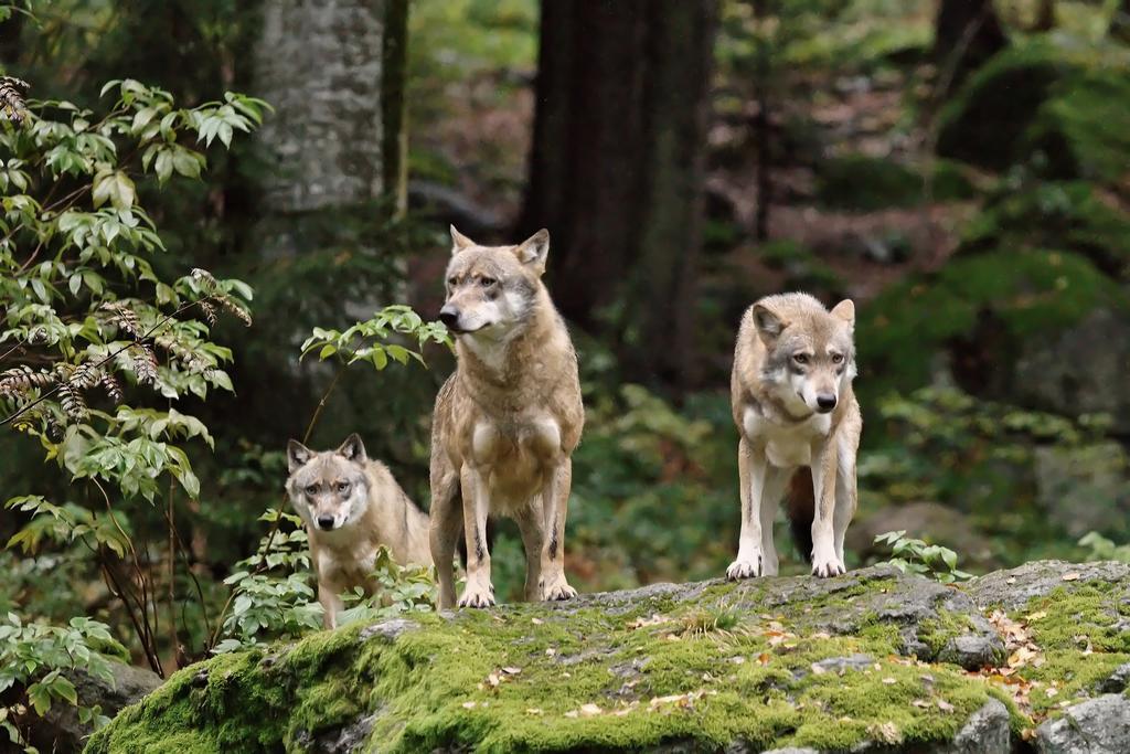 Ferienwohnung Im Landhaus Am Nationalpark Ludwigsthal ภายนอก รูปภาพ