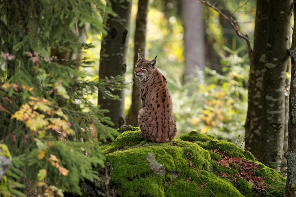 Ferienwohnung Im Landhaus Am Nationalpark Ludwigsthal ภายนอก รูปภาพ